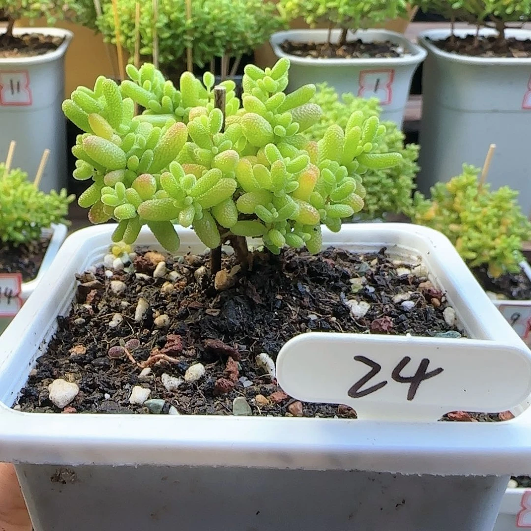 蜜橘糖球枝干番杏