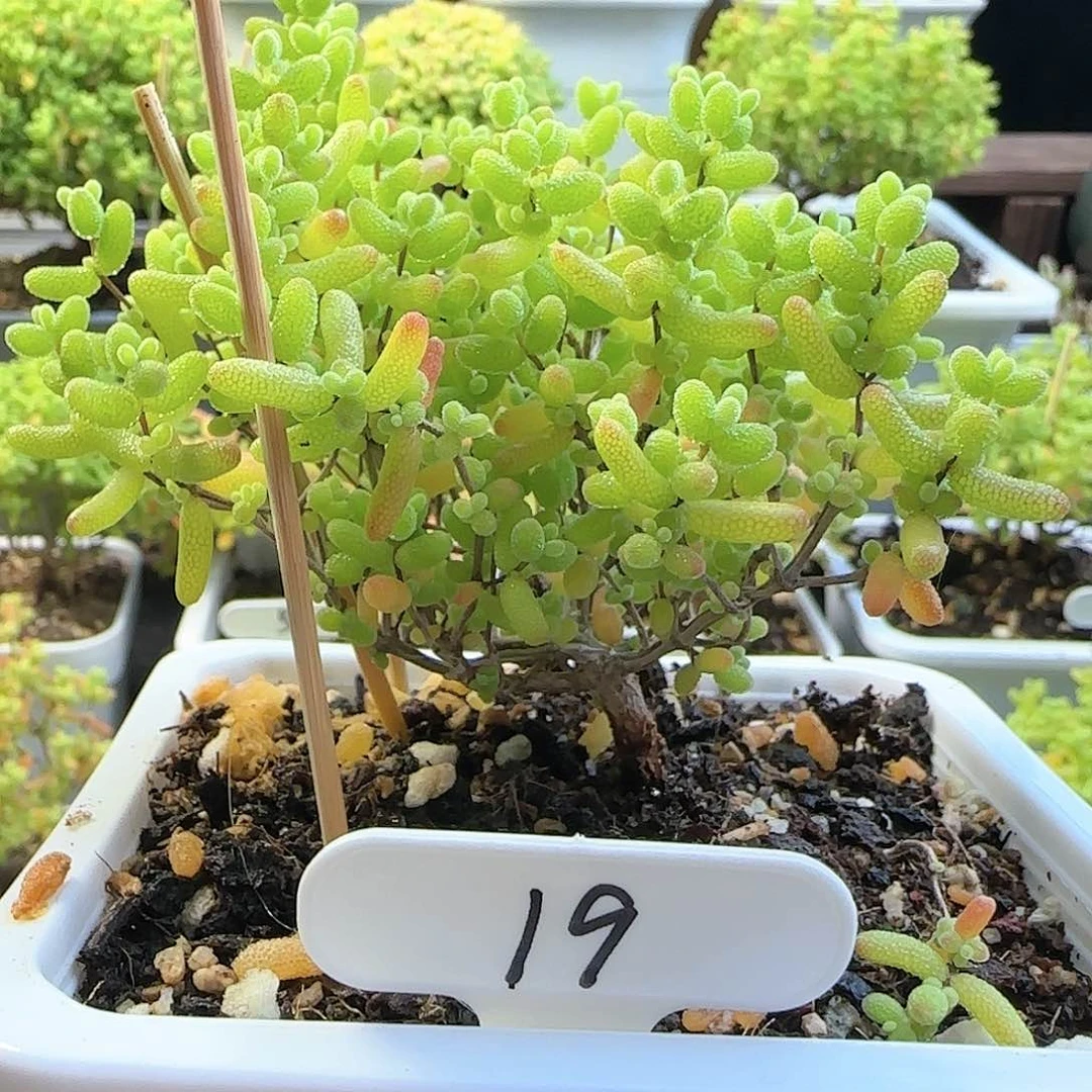 蜜橘糖球枝干番杏