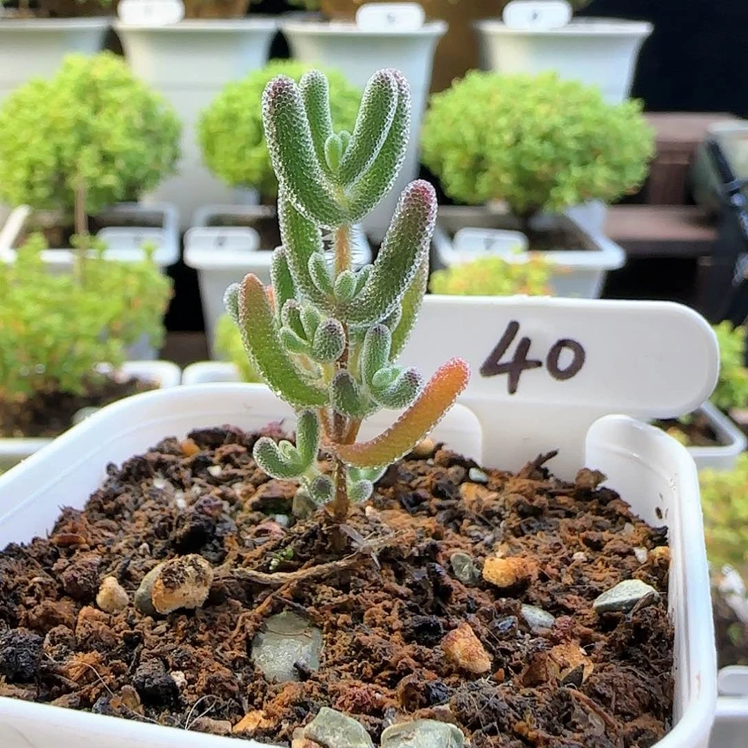 实生琉璃枝干番杏