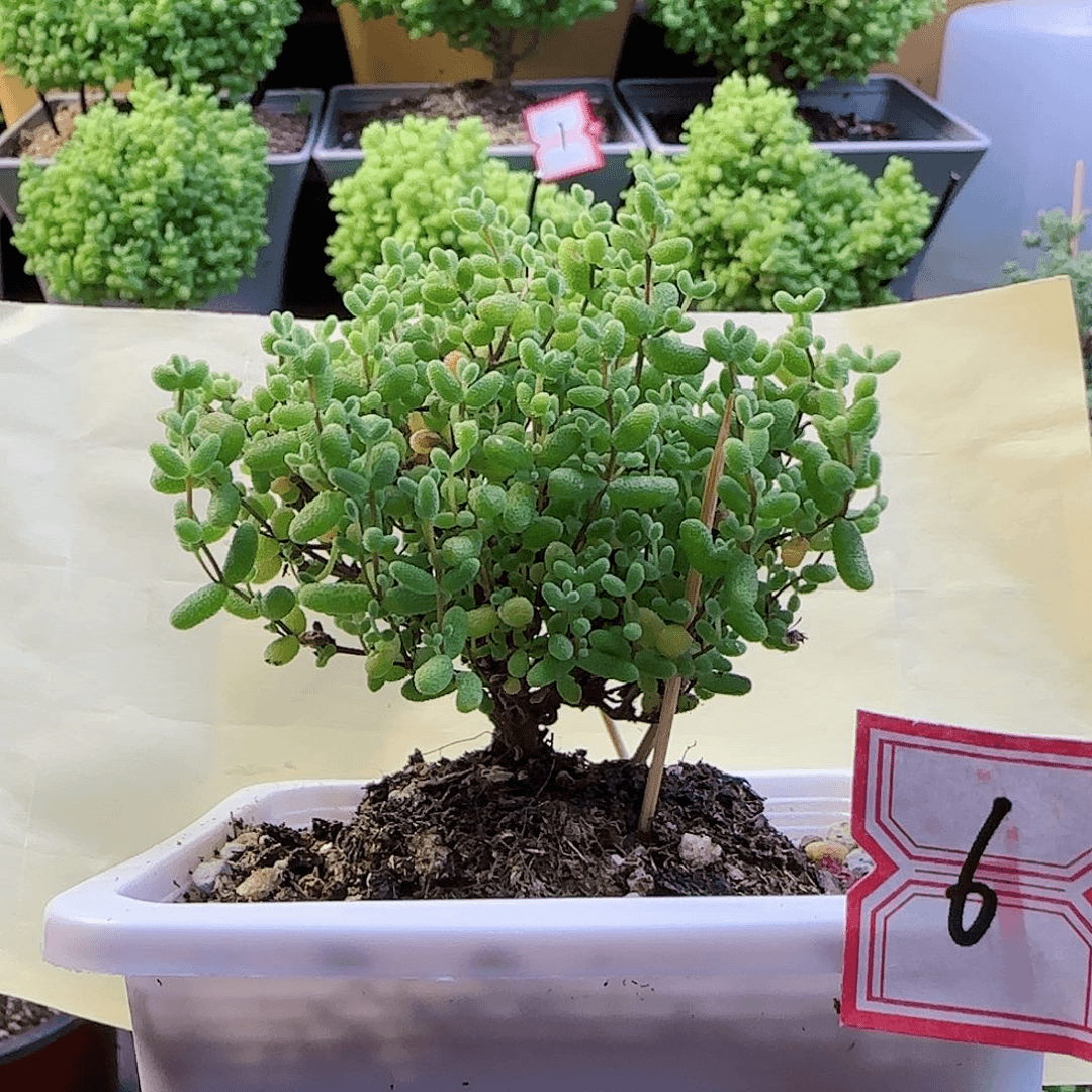 蜜橘糖球枝干番杏