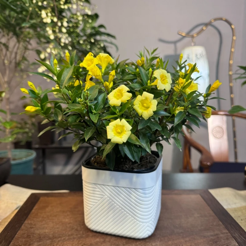 香水养护产地法国带花苞发货清香基地直发很好养室内花卉星花怒放