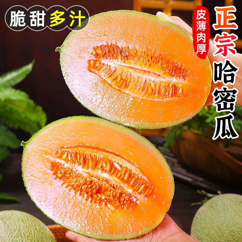 【脆甜多汁】正宗哈密瓜2-10斤网纹瓜肉厚甜瓜香瓜玫珑瓜新鲜水果