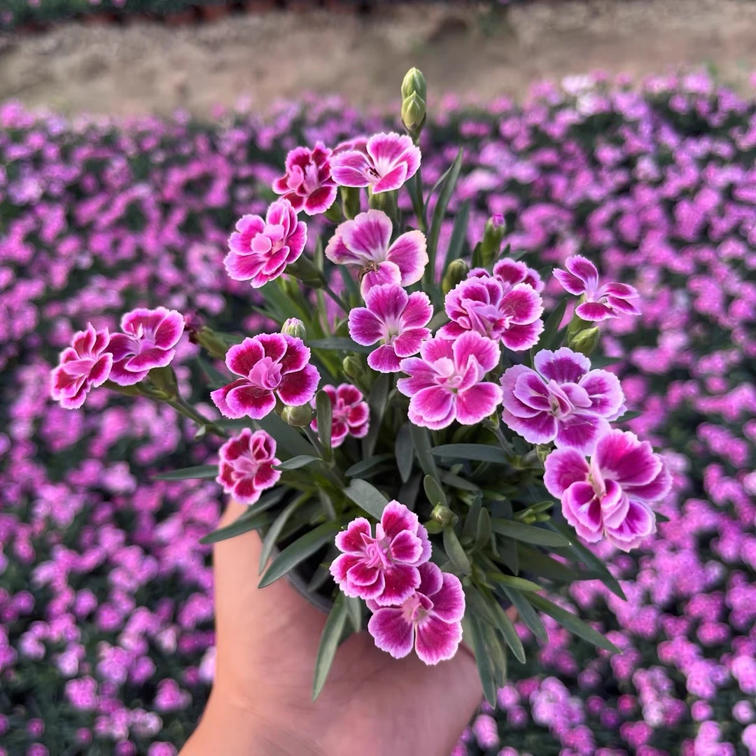 初吻欧石竹花苗四季开花草坪耐寒耐旱多年生庭院盆栽绿化易成活