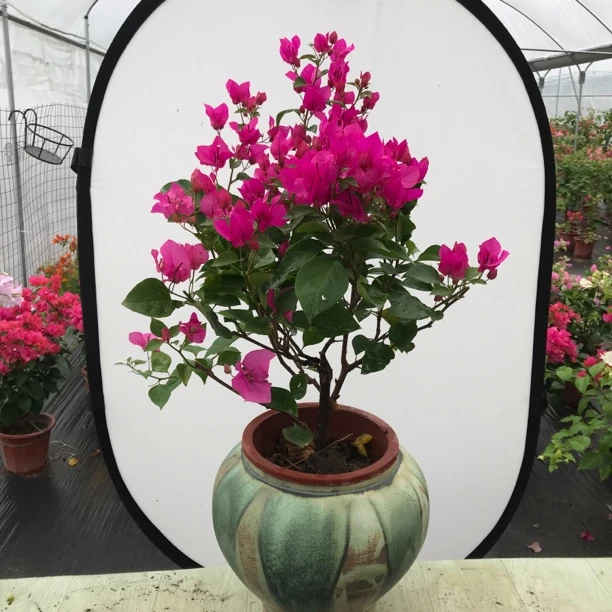 【绿叶玫瑰红】三角梅庭院阳台窗台花卉绿植盆栽勤花带花带盆发货