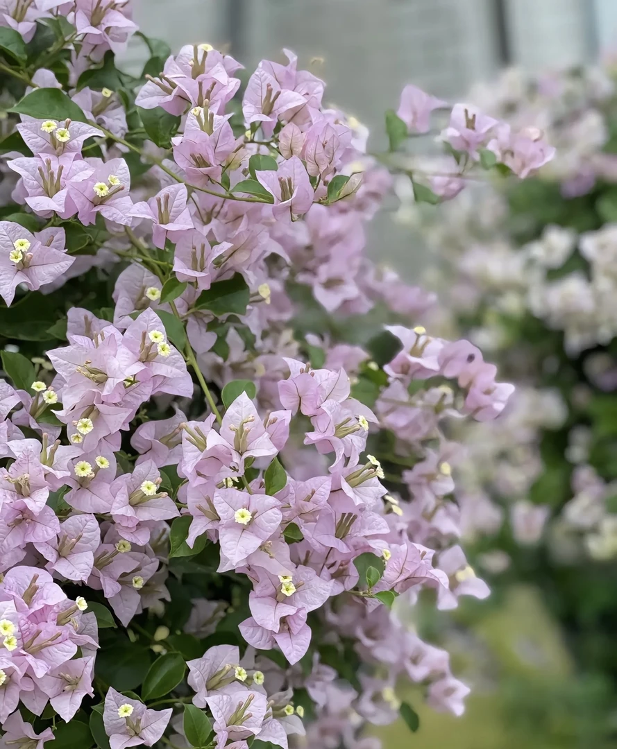 【绿叶苹果花】三角梅原生盆栽庭院阳台种植花卉绿植
