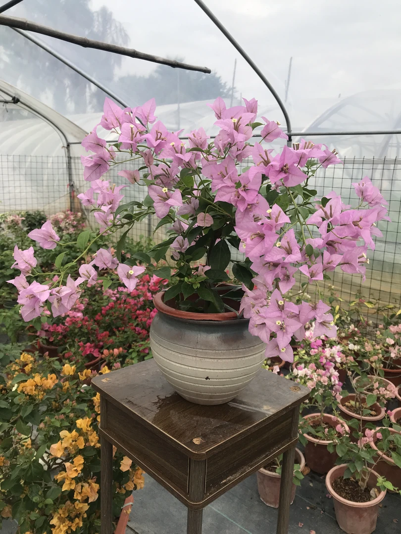 【赛弗里】三角梅庭院阳台种植花卉盆栽绿植四季开花爬藤植物
