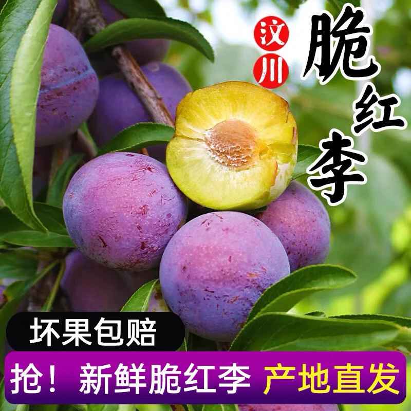 顺丰包邮现货四川汶川新鲜采摘脆红李子空心脱骨李冰脆李当水果