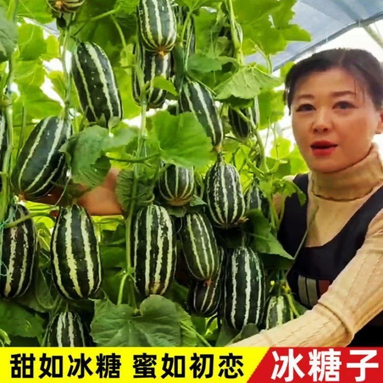 冰糖子甜瓜种子一年四季种植高产香瓜种子酥脆小瓜籽庭院水果种子