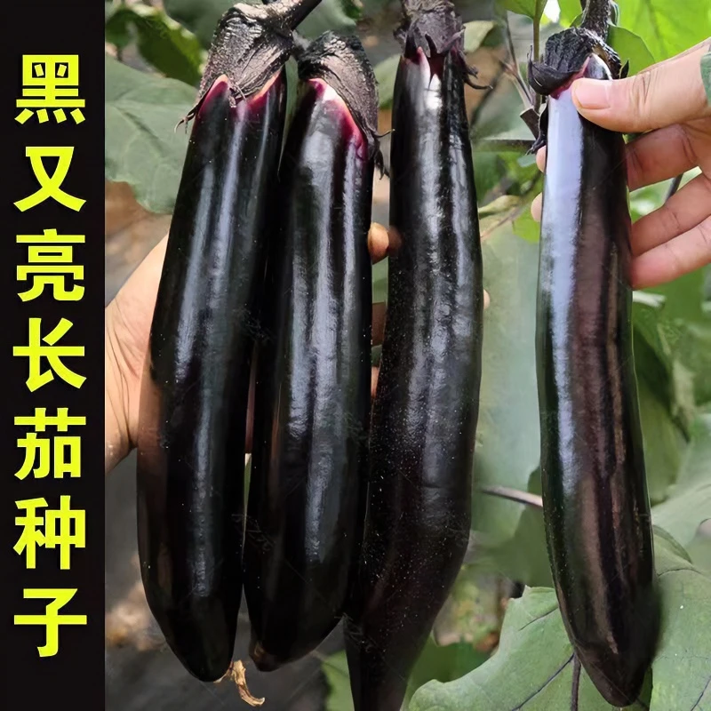 高产紫红长茄种子线茄子种子抗病露天大棚四季种植盆栽