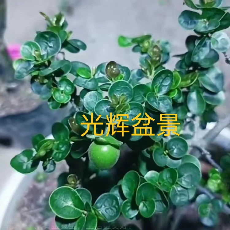 金弹子圆叶稀有品种绿植盆栽办公桌庭院微盆景