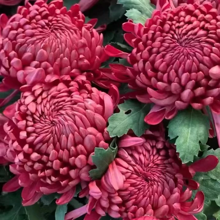 【红绣球】九月大菊花带花苞庭园阳台耐寒耐热植物