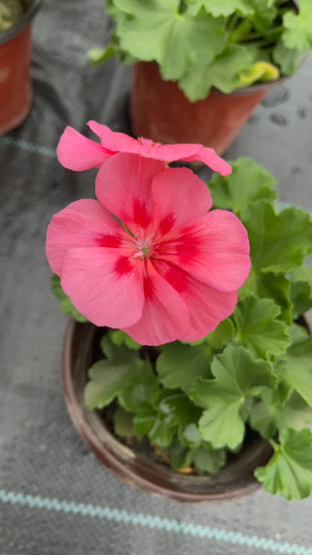 美人妆直立天竺葵