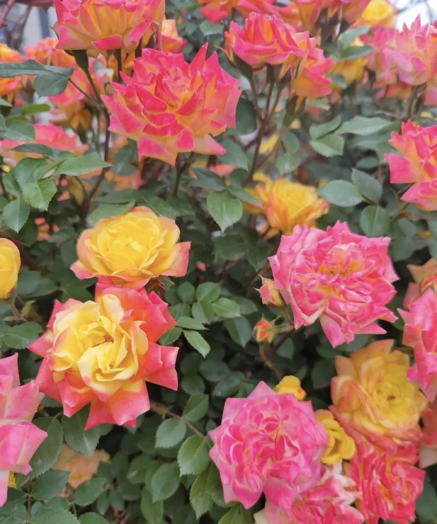 藤彩虹 1.2米以上大苗爬藤月季 阳台 庭院  花墙 地栽 盆栽
