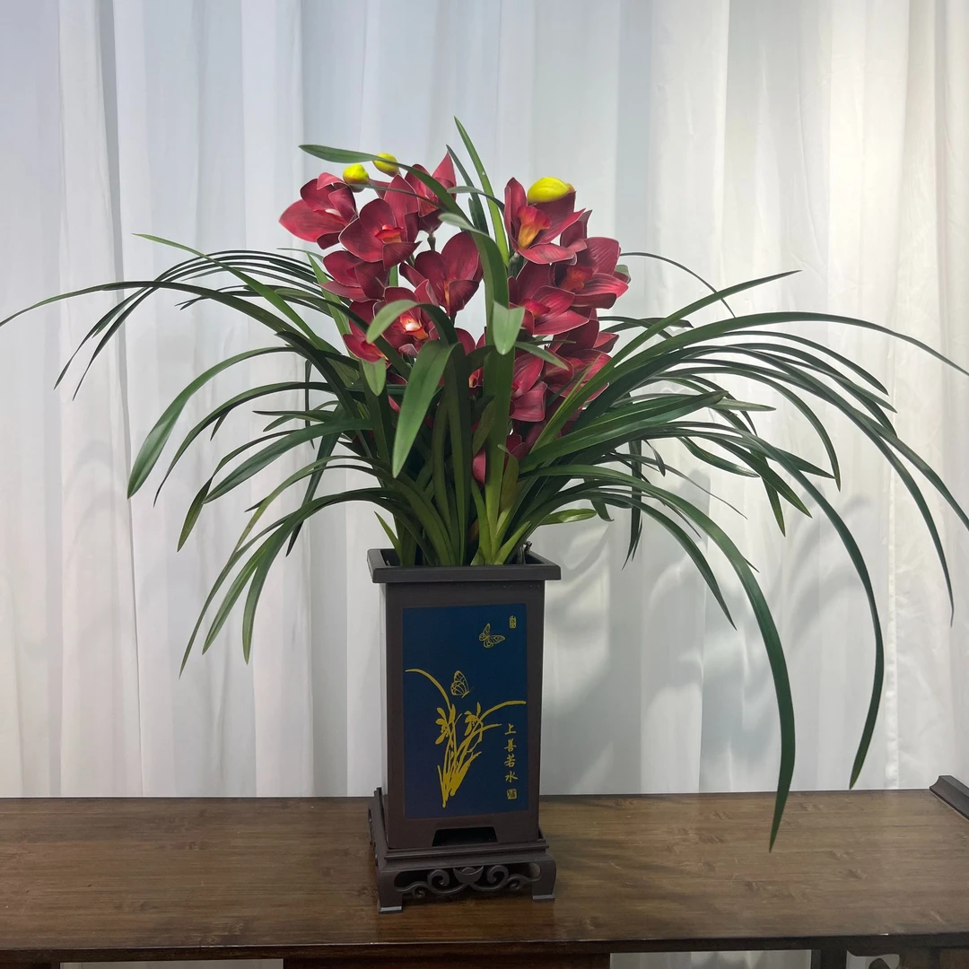 【仙女兰】四季兰花室内好养易成活室内绿植花卉高端古风兰花