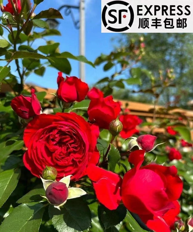 弗洛伦蒂娜1.5米-1.8米 大苗爬藤月季阳台庭院地栽盆栽