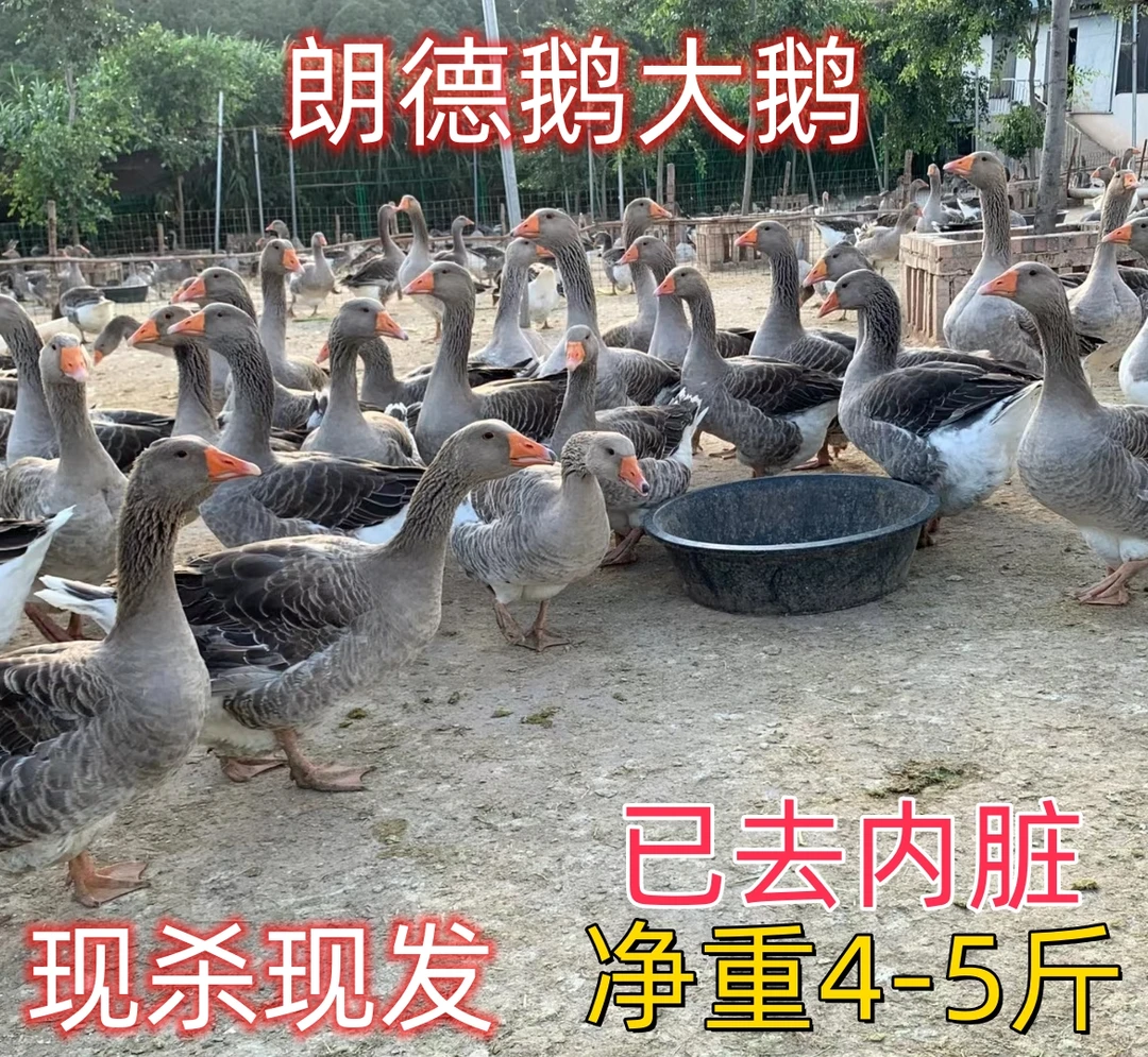 朗德雁鹅2只【去内脏净重8斤以上】散养鹅大鹅老鹅新鲜鹅包邮