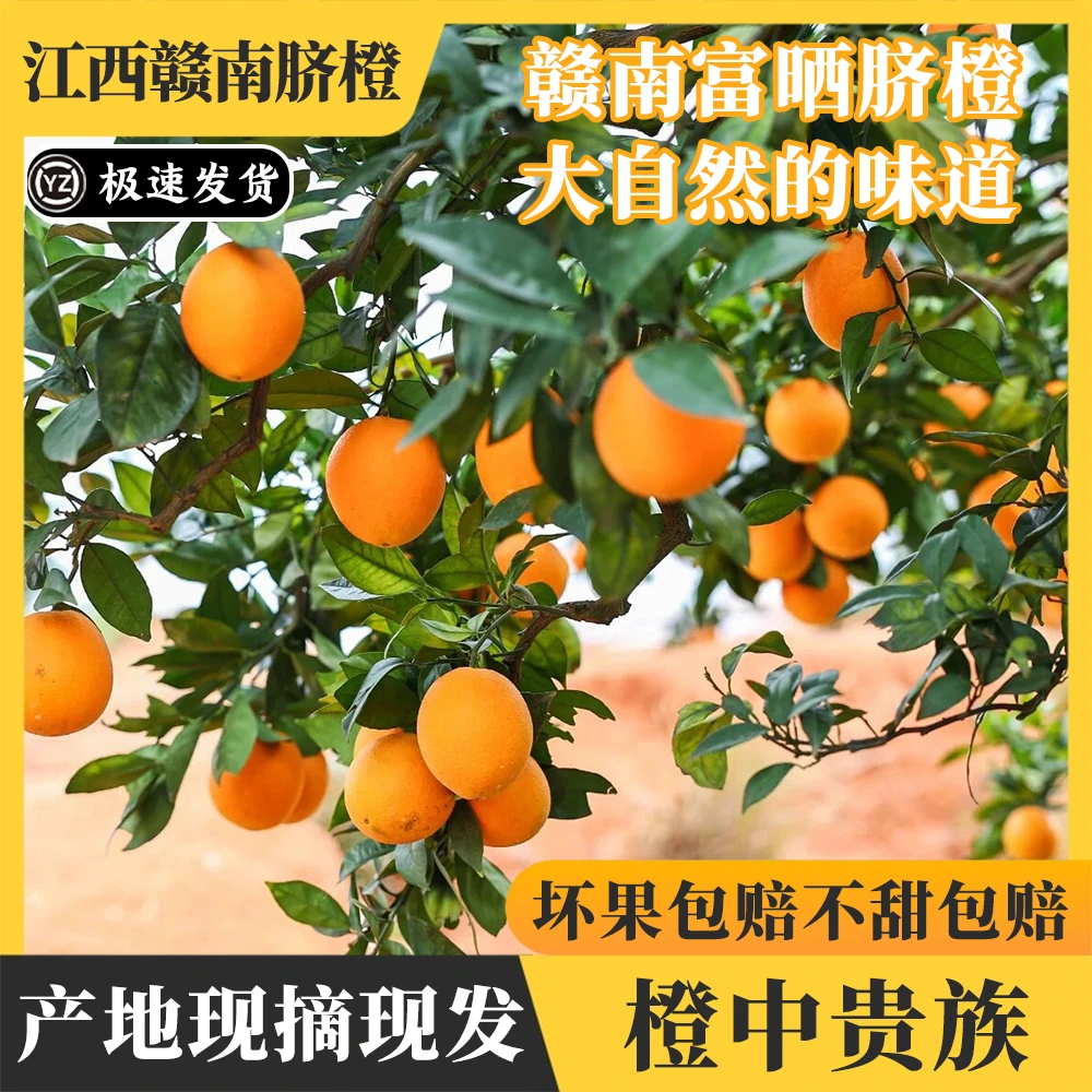 高山甜脐橙子果园产地直发直播卖货一箱9斤整箱批发农家现摘新鲜
