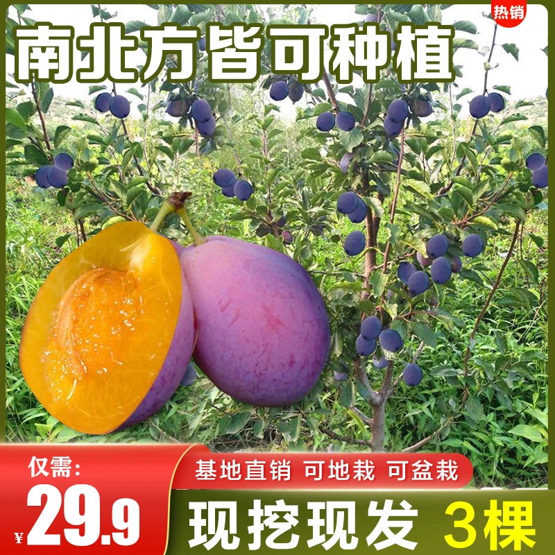 西梅树苗嫁接蓝蜜果树苗法兰西梅李子苗盆栽地栽南方北方栽植