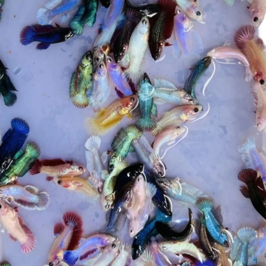 斗鱼苗福利混搭鱼苗10+5备损（规格2.0-3.0）包活10条，包邮包活到家