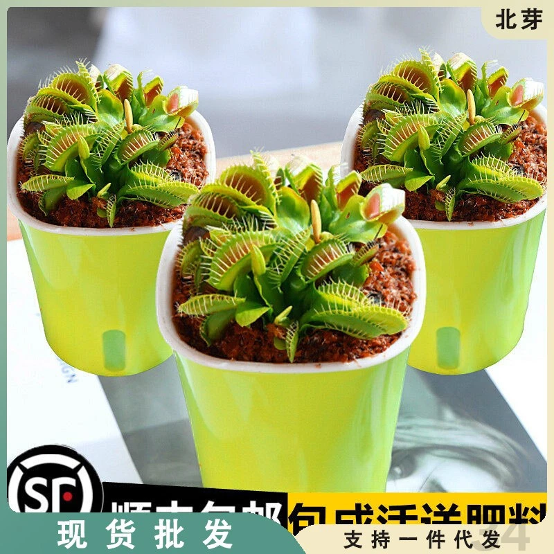 种植小盆栽捕蝇草盆栽夏季趣味绿植大食人猪笼草室内栽植好养易活