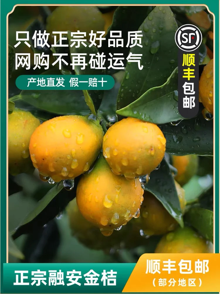 〖特大果〗广西新鲜第融安脆蜜金桔第三代A级果礼盒顺丰发货特产