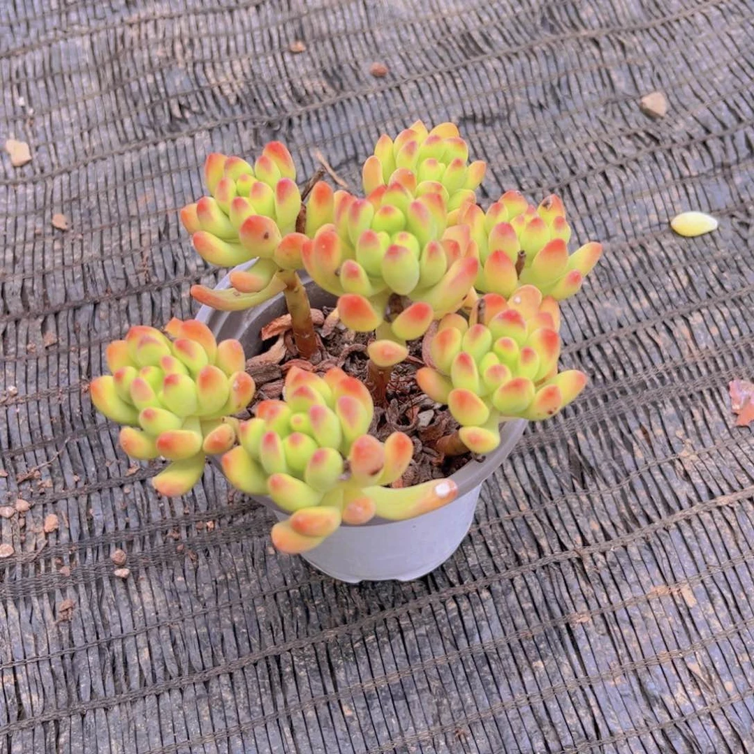 春萌群生99999999999