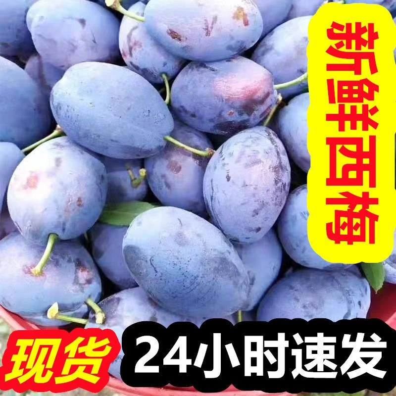 【现货现发】精选蓝蜜西梅云南高原露天农家自种现摘现发包邮酸甜