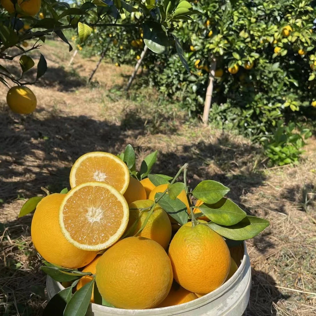 正宗赣南脐橙孕妇可食用精品果果径75-85mm（带箱江西正宗赣南脐橙