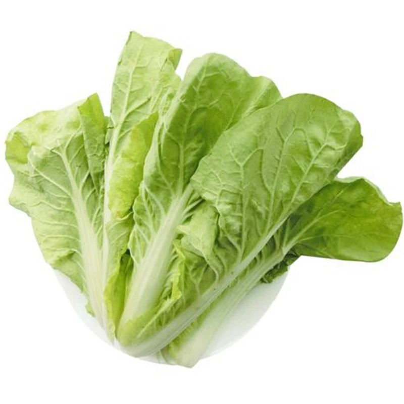 毛白菜约500g/份