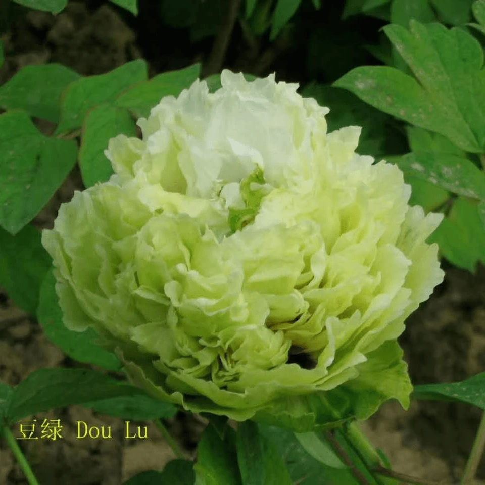 【菏泽牡丹园】豆绿 绿色系精品牡丹对版发货 中秋节前后发苗