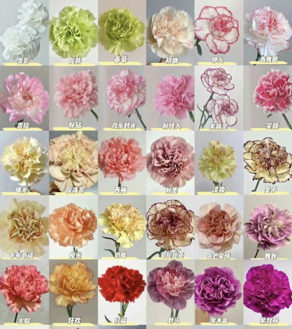【康乃馨专区】两单鲜花升级顺丰包邮