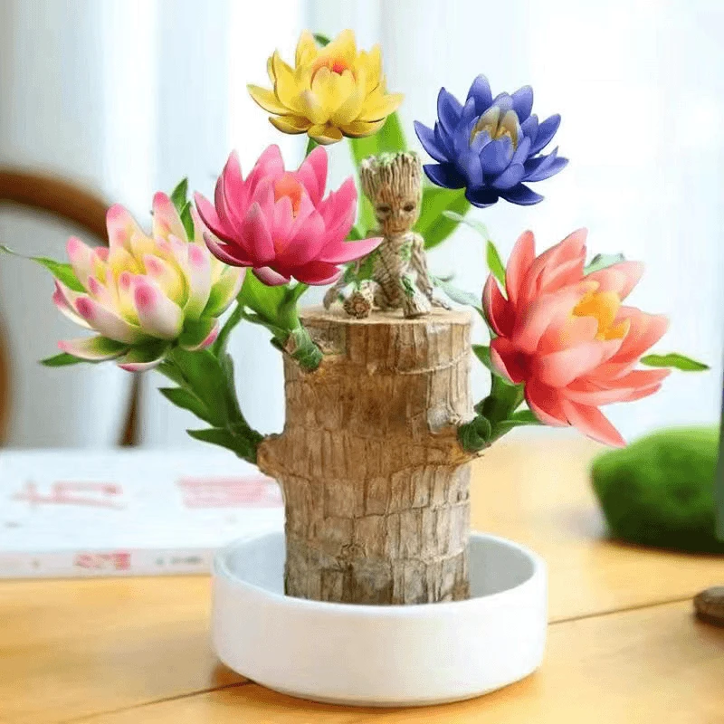 【当年可开花】新巴西木盆栽水养幸运室内开花绿植花卉盆栽四季绿植