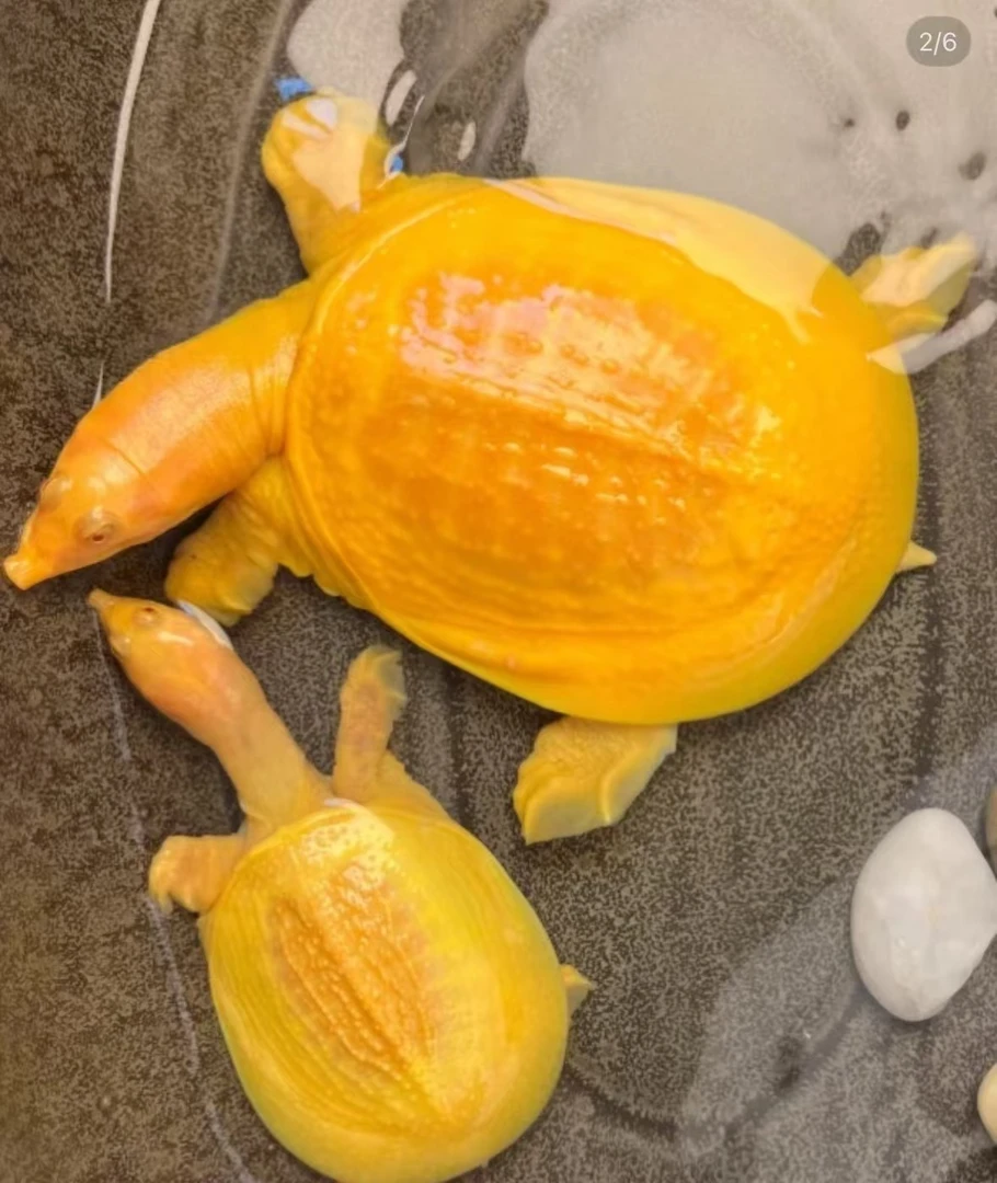 【外塘黄金鳖变异甲鱼】冷水养殖黄金鳖观赏家养招财宠物观赏包活