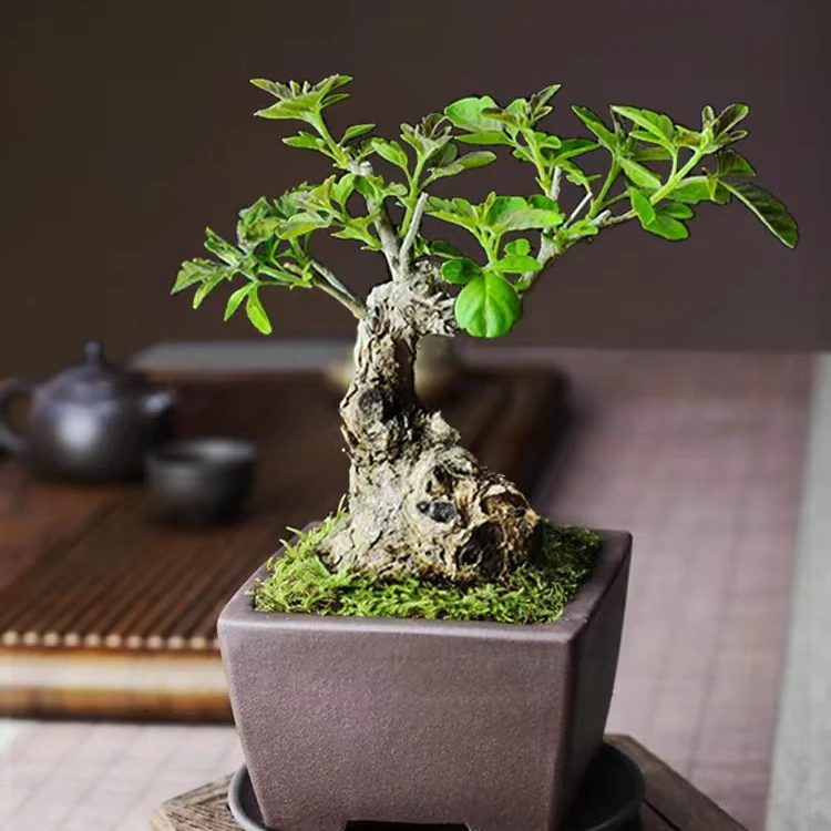 【黄荆】一物一拍 直播链接