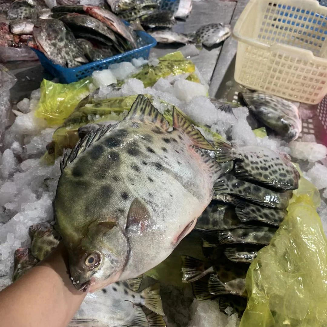 湛江天然大金豉鱼 金谷鱼 煮汤清蒸红烧一绝 顺丰速冻发货