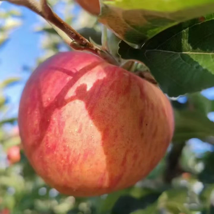 昭通早期红露苹果