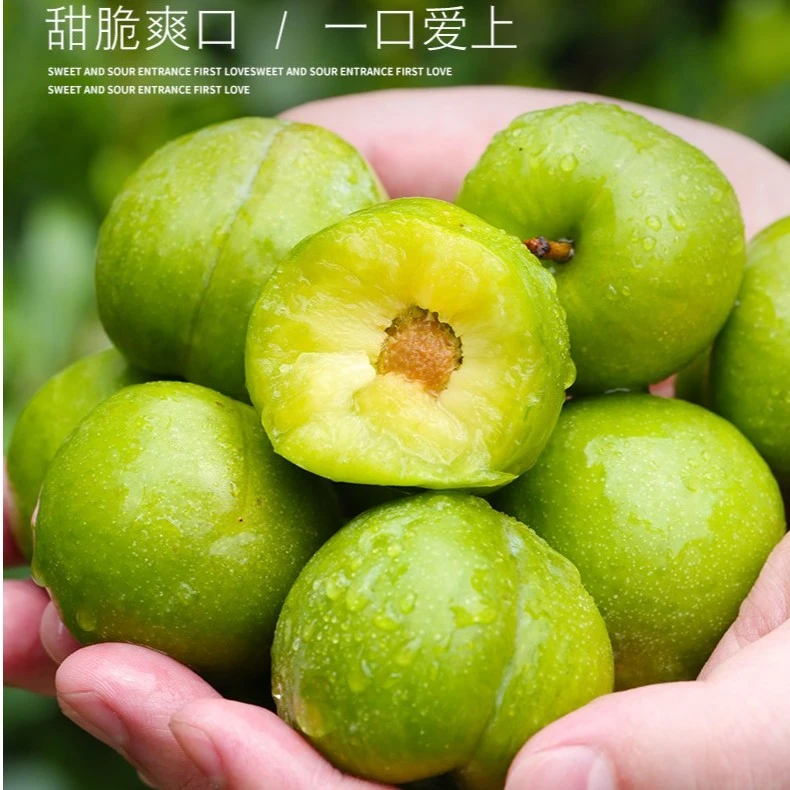 脆甜脱骨李(微酸)