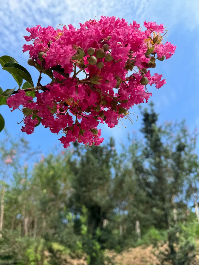 川红紫薇，天鹅绒紫薇，红火箭紫薇，川二红紫薇老桩