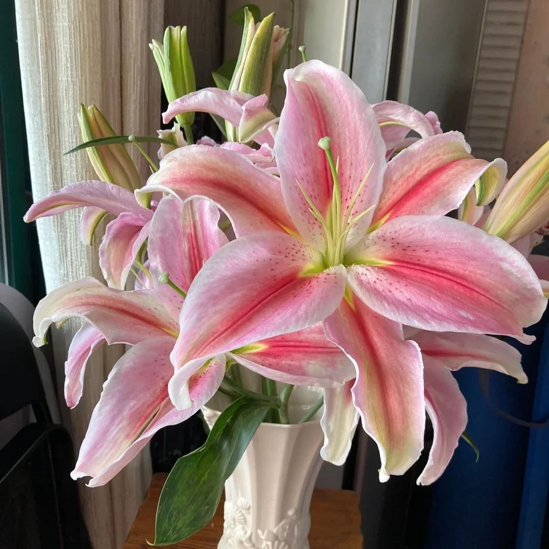 【熙悦花卉】罗曼蒂克香水百合 任意2单包邮 发货后不支持退款