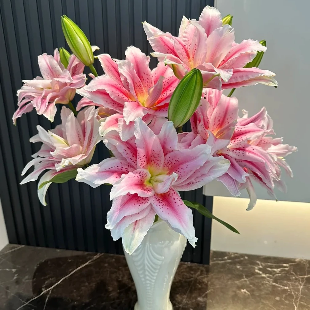 【熙悦花卉】太平盛世香水百合 云南鲜花基地 发货后不支持退款