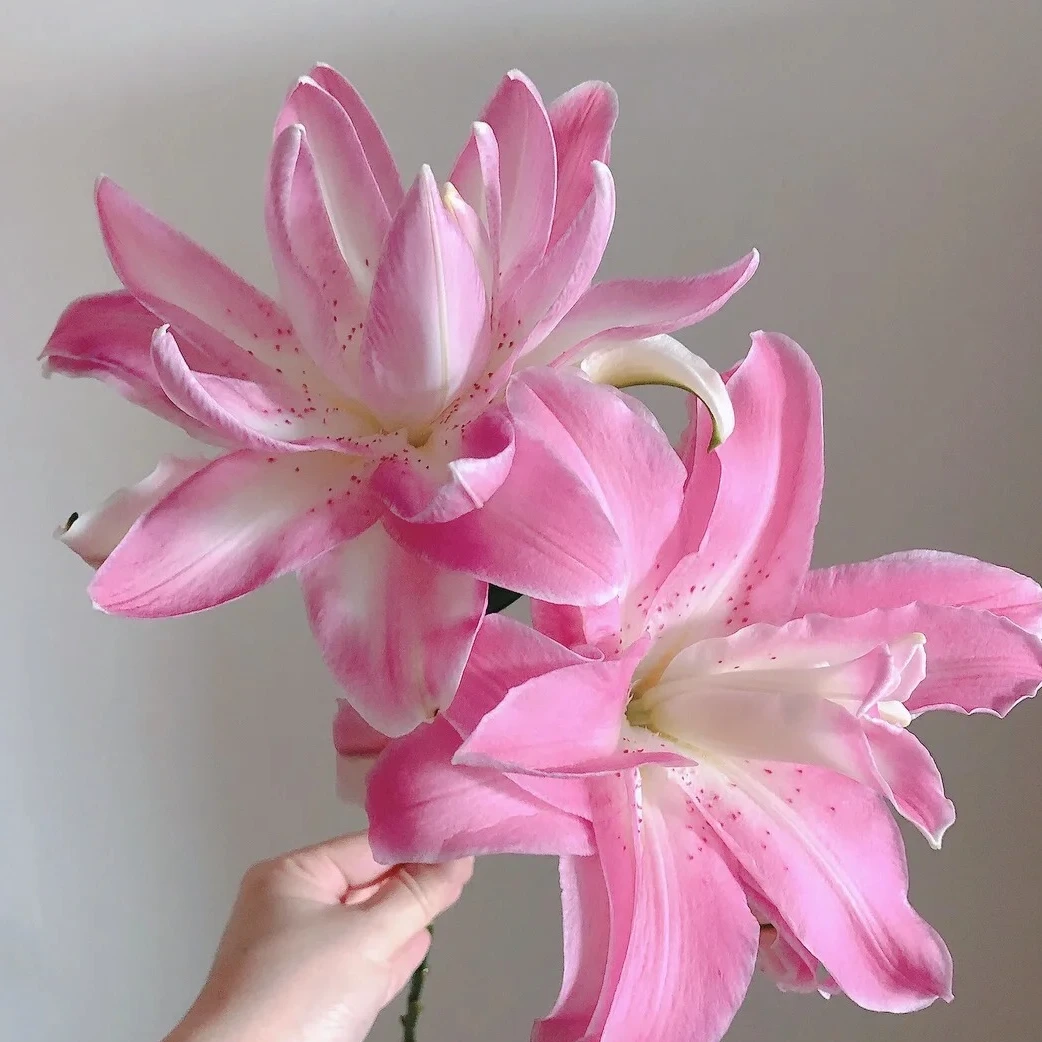 【熙悦花卉】水蜜桃重瓣香水百合 云南鲜花 发货后不支持退款