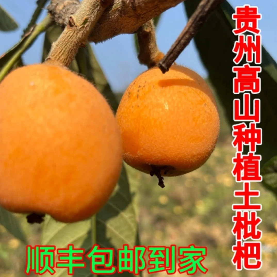 【顺丰快递】贵州土鲜果枇杷高山露天种植果味浓郁儿时味道枇杷鲜果