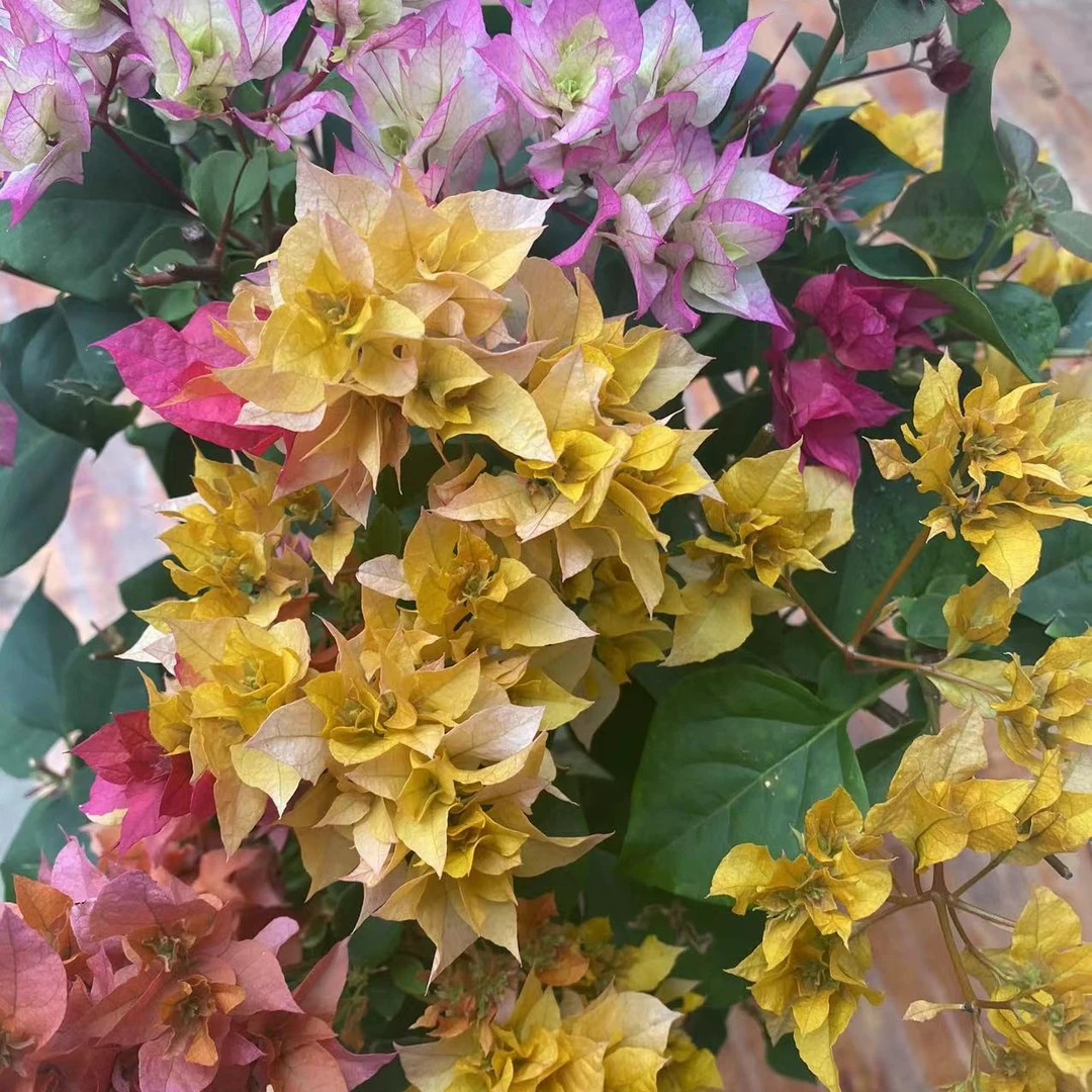 三角梅勤花品种带花带花苞