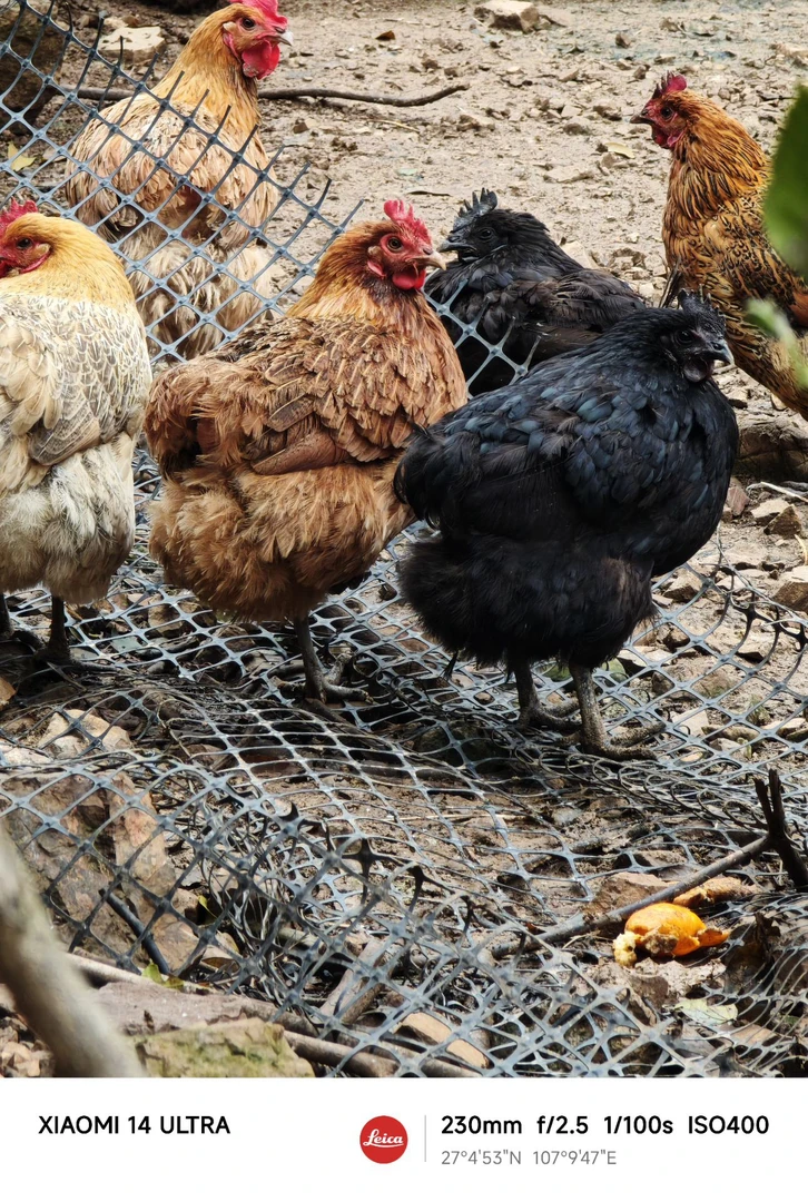 钟元海散养两年土母鸡烧烤食材