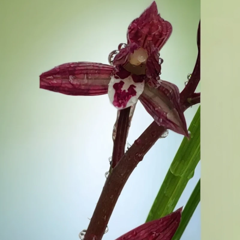 兰花（直播间一物一拍链接）