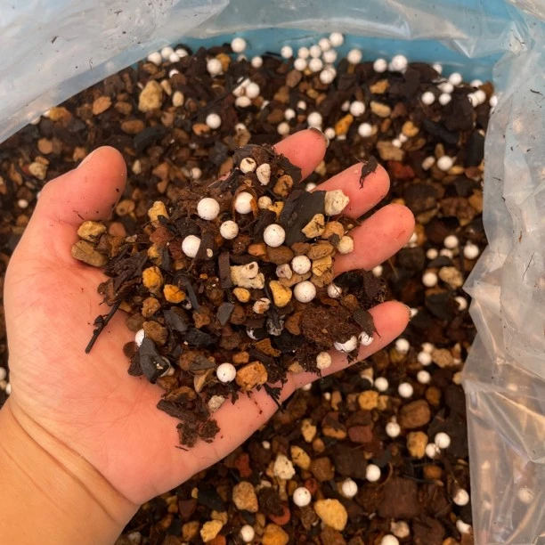 兰科植物专用底土