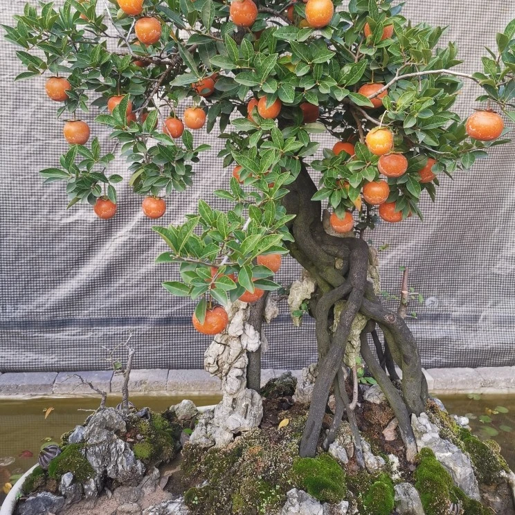 金弹子小山灌木金弹子瓶兰花地栽桩带土球发货花生果葫芦果血红果
