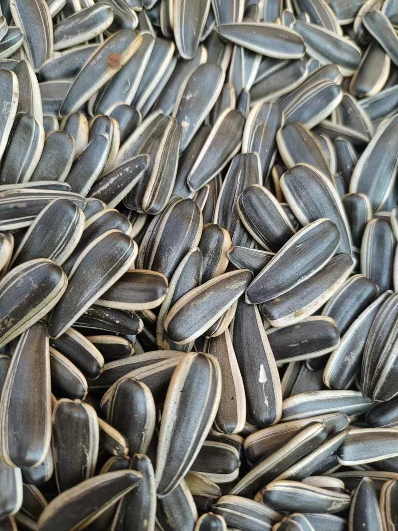 新疆瓜子双星5号