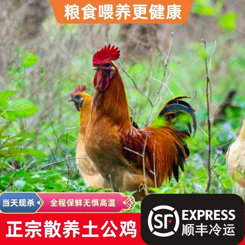 [沂蒙山]正宗散养黑爪大公鸡农家散养土公鸡+炒鸡调料+炒鸡秘方