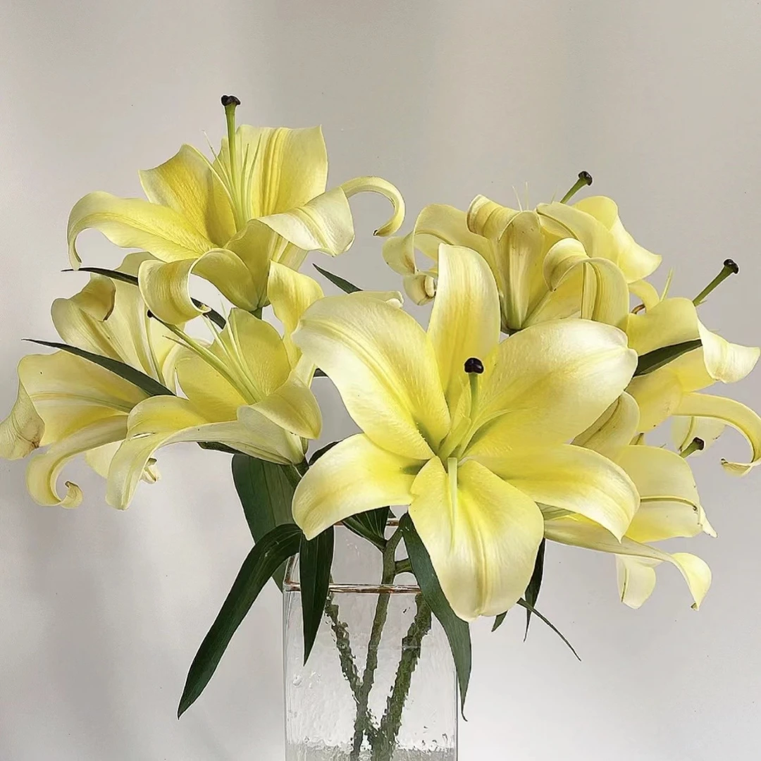 【一束花】黄天霸 香水百合基地现采直发A级水培鲜切花 顺丰包邮